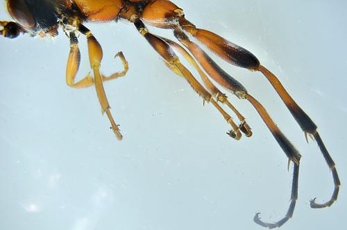 Aptesis flagitator